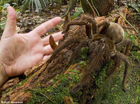 New 'super destructors' have been discovered