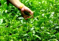New tea varieties in Nghe An
