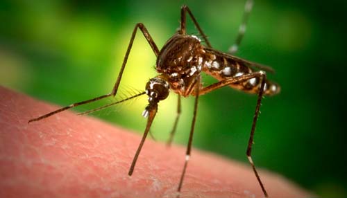 New technique to diagnose malaria