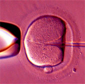 New techniques help increase the effectiveness of artificial insemination