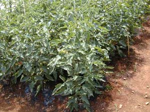 New techniques to intensify winter tomatoes