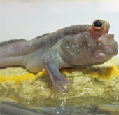 New theory of evolution from water to shallow