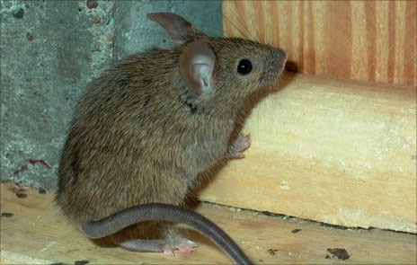 New threat from European house mice