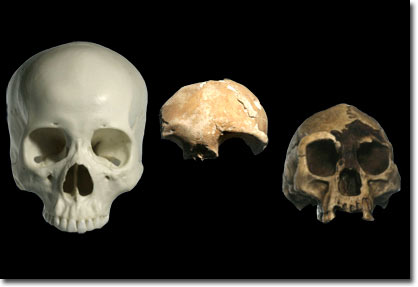 New tiny human bones were discovered in Palau