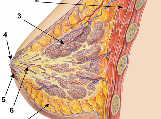 New treatment for breast cancer patients