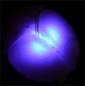 New ultra-small LEDs can inject into the brain