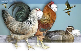 New vaccine kills bird flu