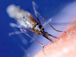 New way to fight malaria