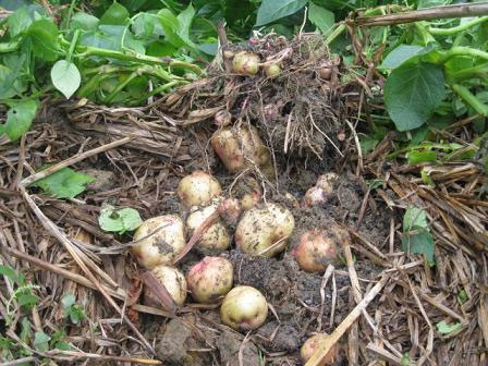 New way to grow potatoes for high efficiency