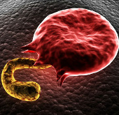 New way to kill malaria parasites