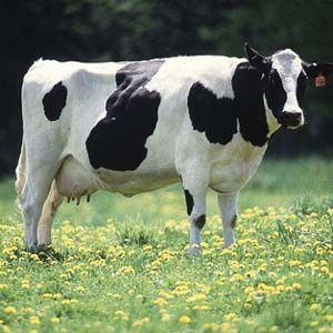 New way to quickly detect mad cow disease