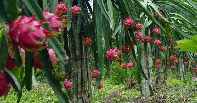 New ways to save electricity for dragon fruit growers