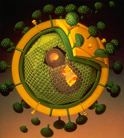New 'weapon' to inhibit HIV