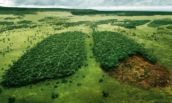 New weapon to prevent deforestation
