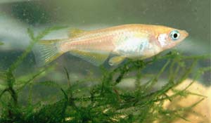 New weapons against water pollution