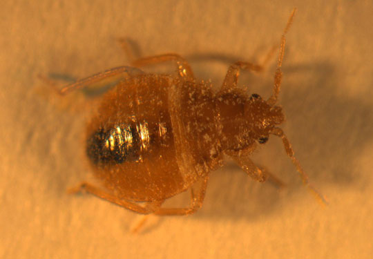 New York has a headache because bugs suck blood