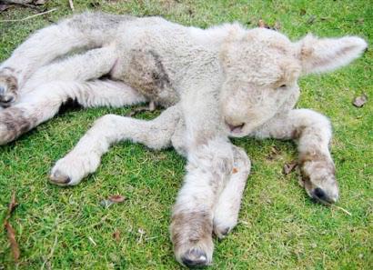 New Zealand appeared 7-legged sheep