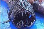 New Zealand bizarre creatures