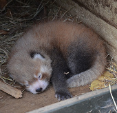 New Zealand celebrates the birth of a red panda
