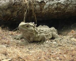 'New Zealand dinosaurs' in New Zealand - Tuatara species - have the fastest evolutionary speed