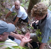 New Zealand first discovered petrel seagull eggs