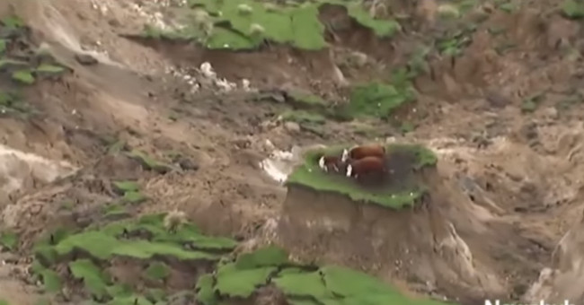 New Zealand saves the herd of cows that are stuck on small mounds after the earthquake