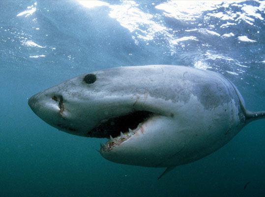 New Zealand: White sharks also have winter holidays