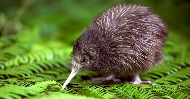 New Zealand will kill all predators