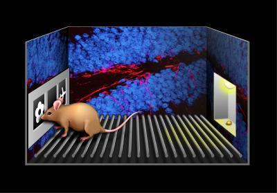 New-born brain cells improve people's orientation