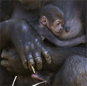 Newborn gorillas in mother's arms