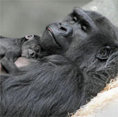 Newly born monkeys wrapped tangerines with their mothers