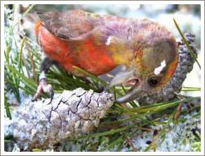 Newly discovered birds in Idaho 'Arms race' for co-evolution
