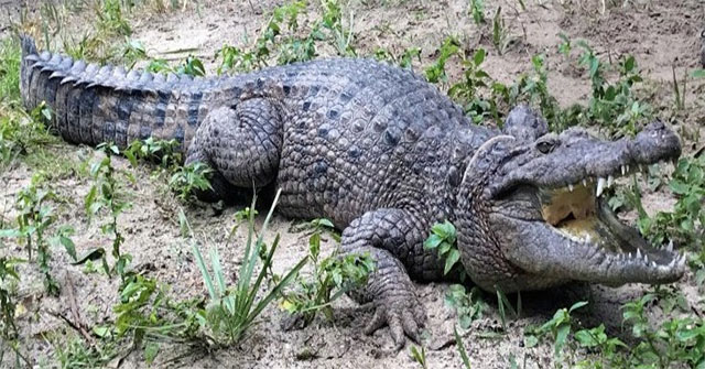 Newly discovered crocodile extremely rare on the mysterious island