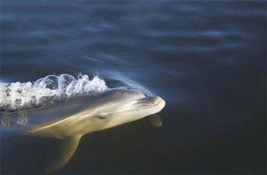 Newly discovered dolphins may disappear