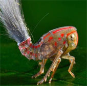 Newly discovered insects