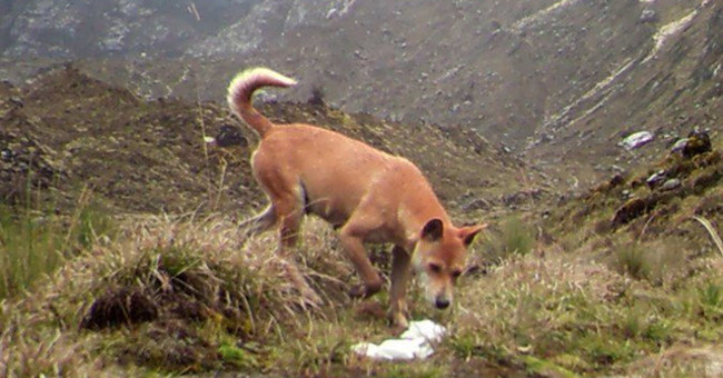 Newly discovered that the world's most rare and rare dog is still alive and well