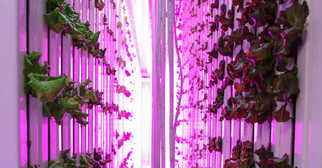 'New-style farmers' can grow 4 tons of agricultural products a year without sunlight
