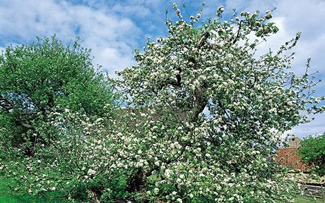 Newton's apple tree is about to die