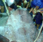 Nghe An: Catch the giant Moon fish 400kg