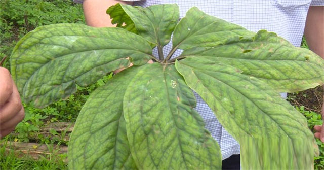 Nghe An discovered more precious ginseng species