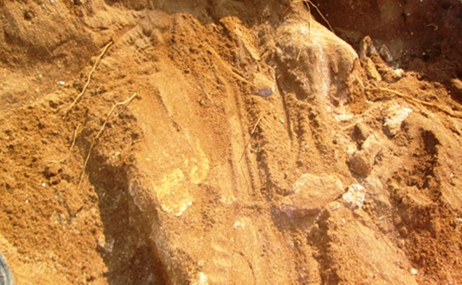 Nghe An: Discovery of the giant