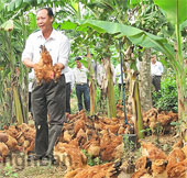 Nghe An expanded to raise biological safety chickens