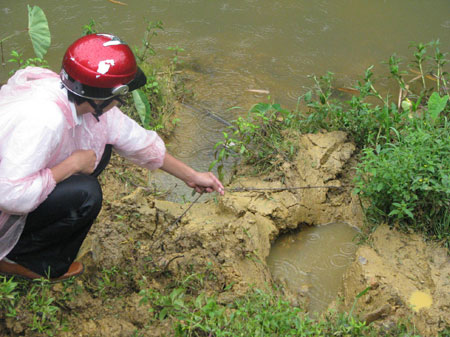 Nghệ An: The elephant of the attack attacked and killed