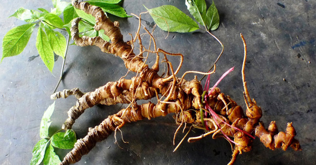 Ngoc Linh Ginseng and what few people know