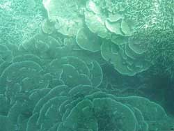 Nha Trang: discovering 17 kinds of corals and luminescent corals
