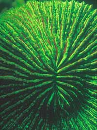 Nha Trang: Glowing marine life