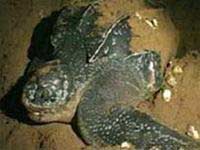 Nha Trang: organize sea turtle protection activities