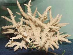 Nha Trang: Supporting coral farmers