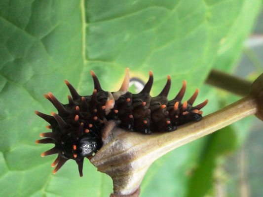 Nhan successfully cultivated 3 rare and precious butterflies at Cat Ba National Park