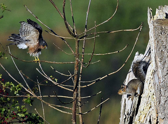 Nice photo: Cut-off bird